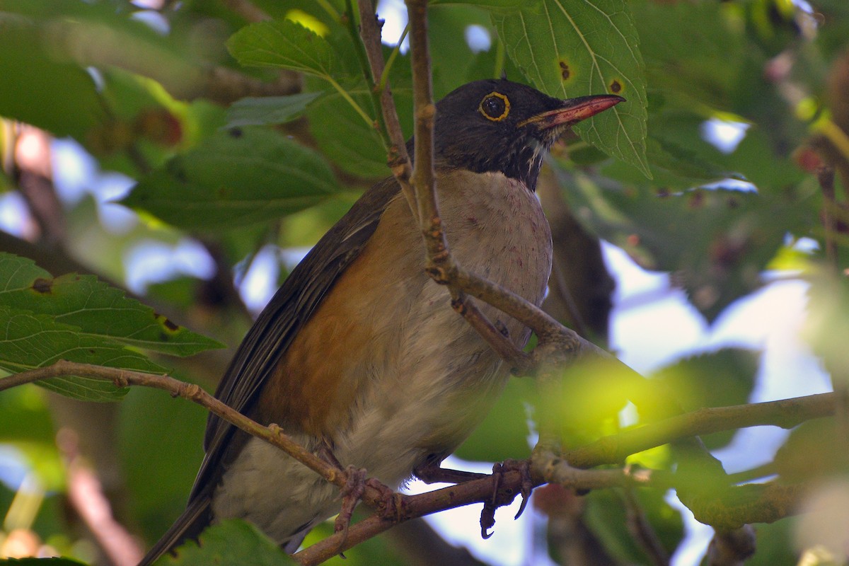 White-necked Thrush - ML643255666