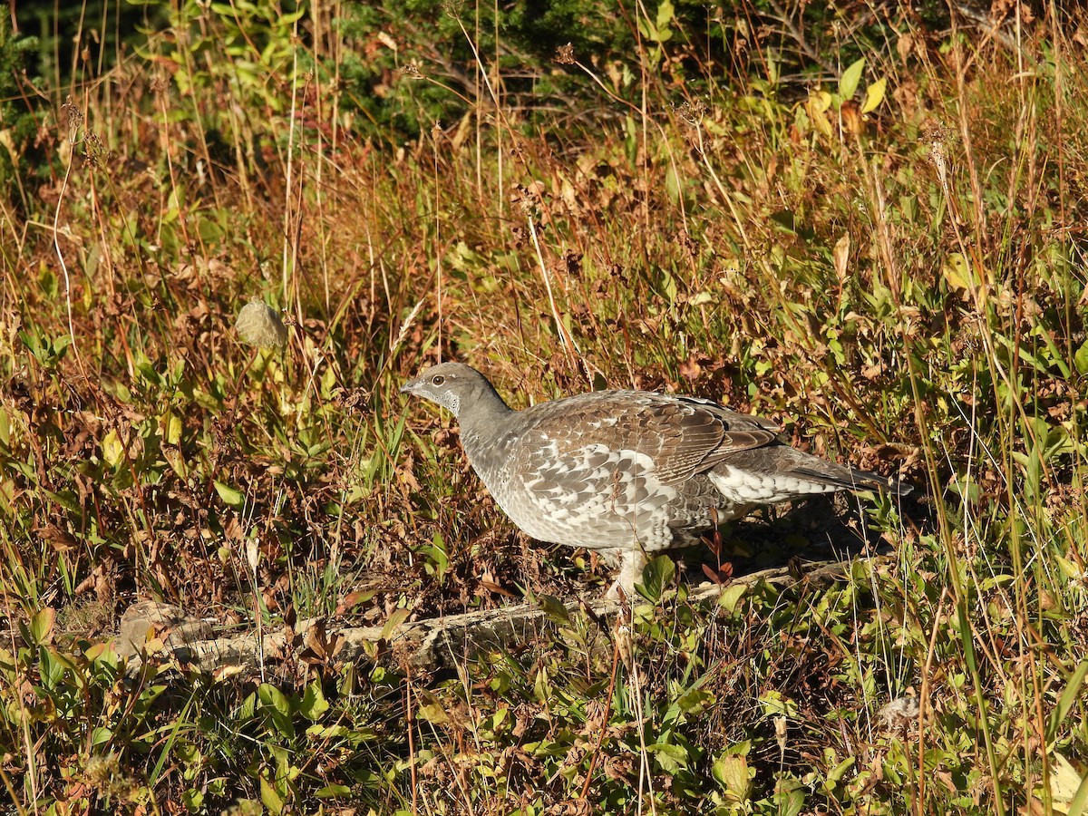 Dusky Grouse - ML643255678