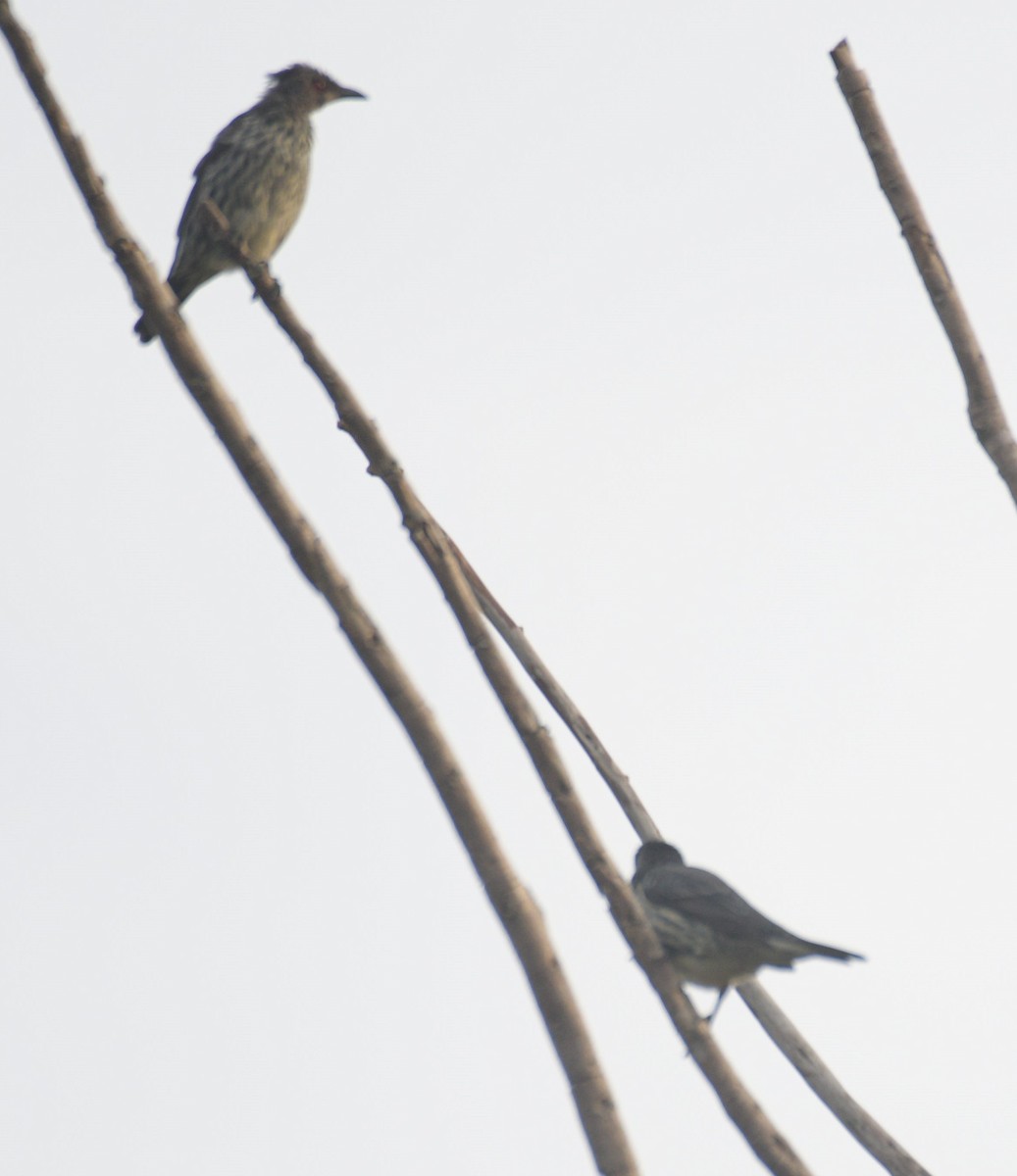 Asian Glossy Starling - ML643255706