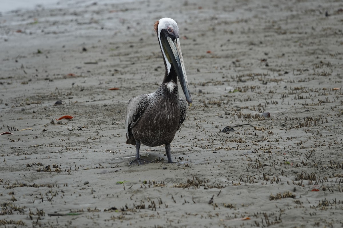 Brown Pelican - ML643255725
