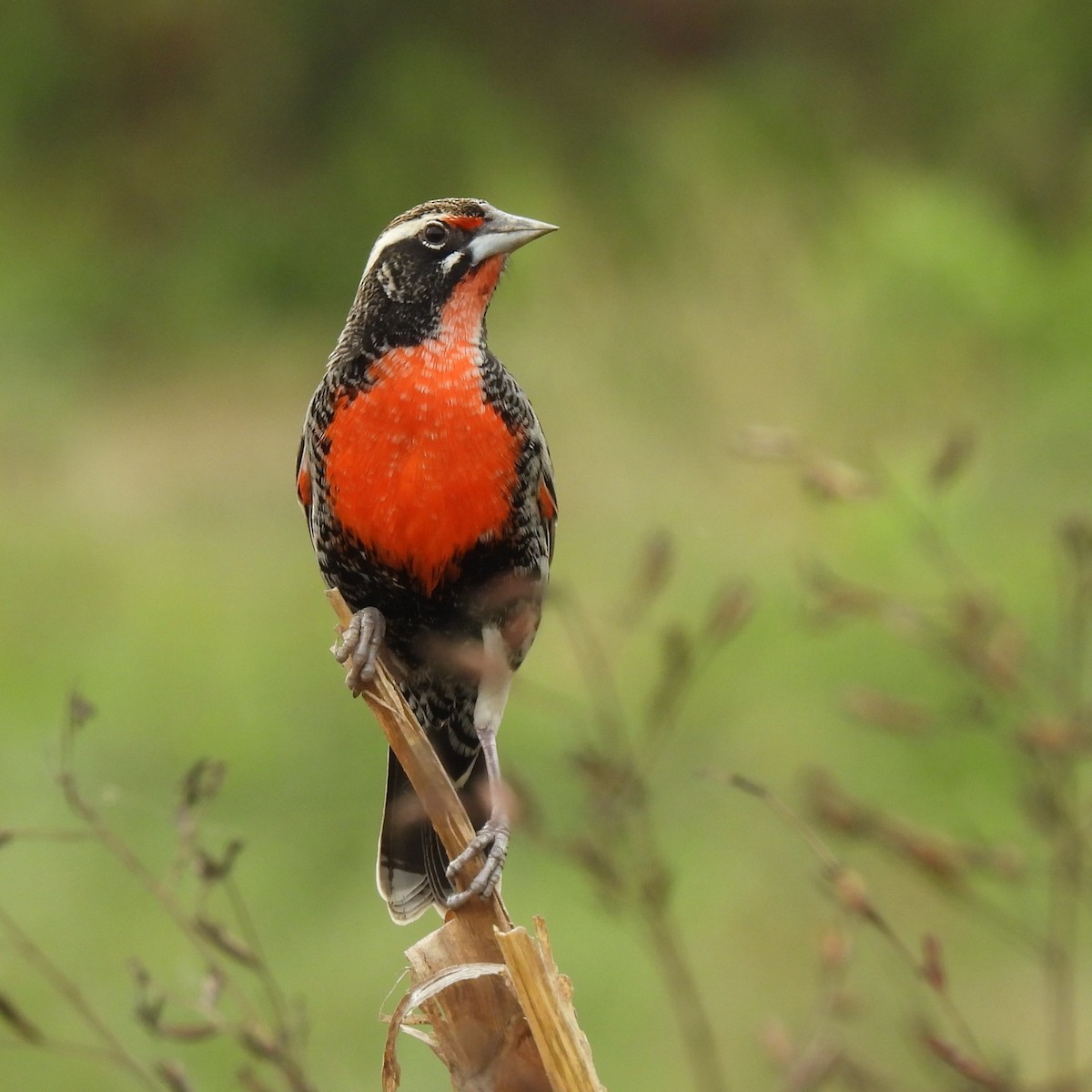 Peruvian Meadowlark - ML643255730