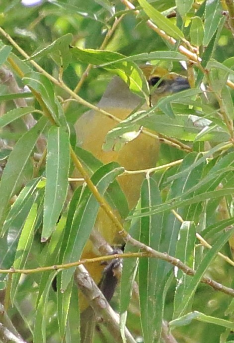 Hepatic Tanager (Northern) - ML643255745