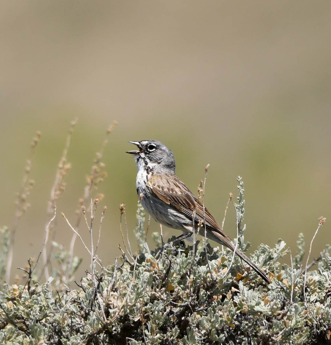 Sagebrush Sparrow - ML643255757