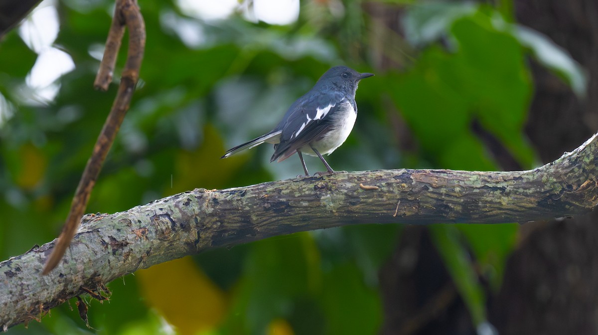 Oriental Magpie-Robin - ML643255772