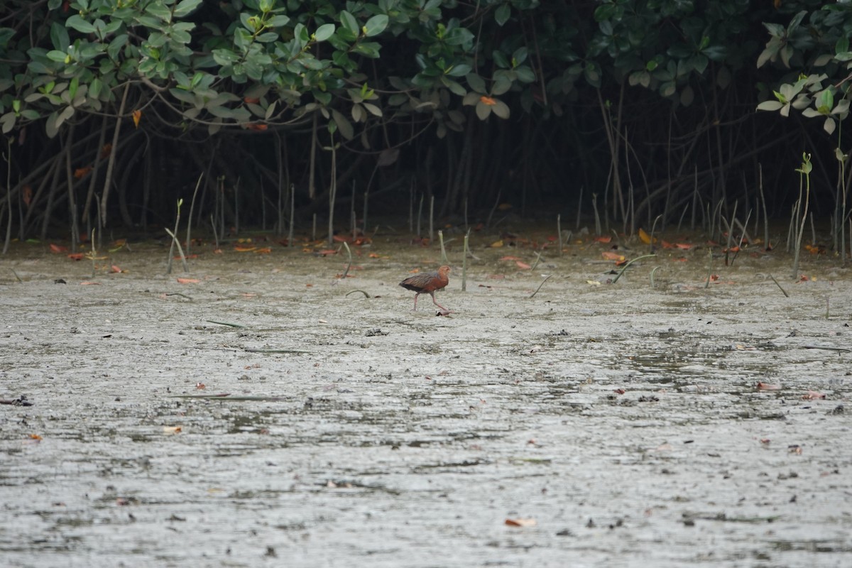 Rufous-necked Wood-Rail - ML643255787