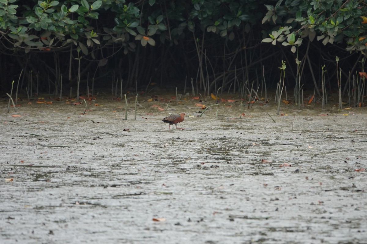 Rufous-necked Wood-Rail - ML643255807