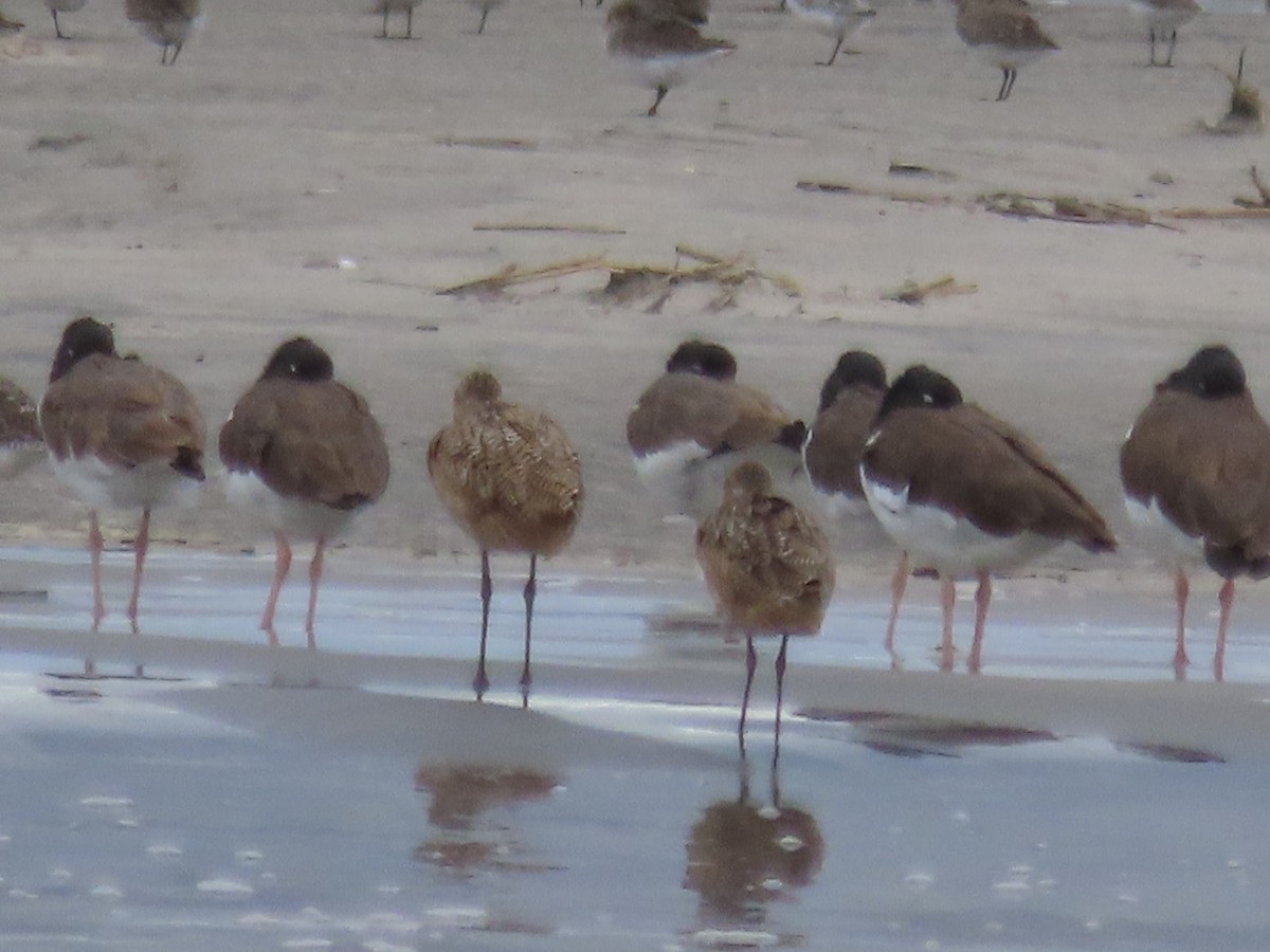 Marbled Godwit - ML643255811