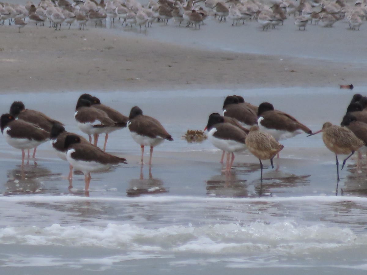 Marbled Godwit - ML643255812