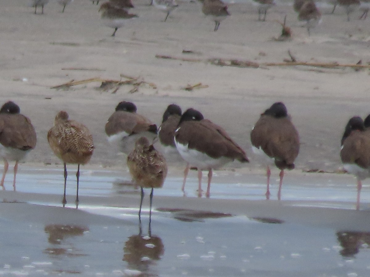 Marbled Godwit - ML643255813