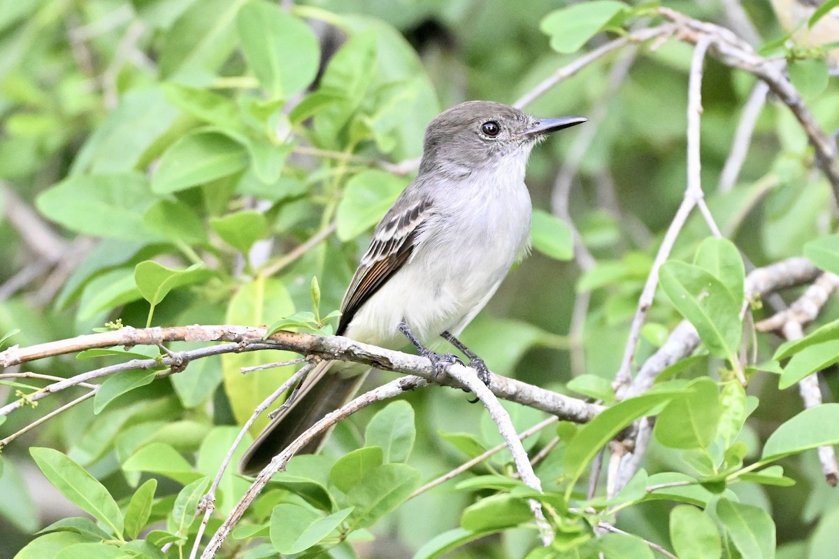 La Sagra's Flycatcher - ML643255816