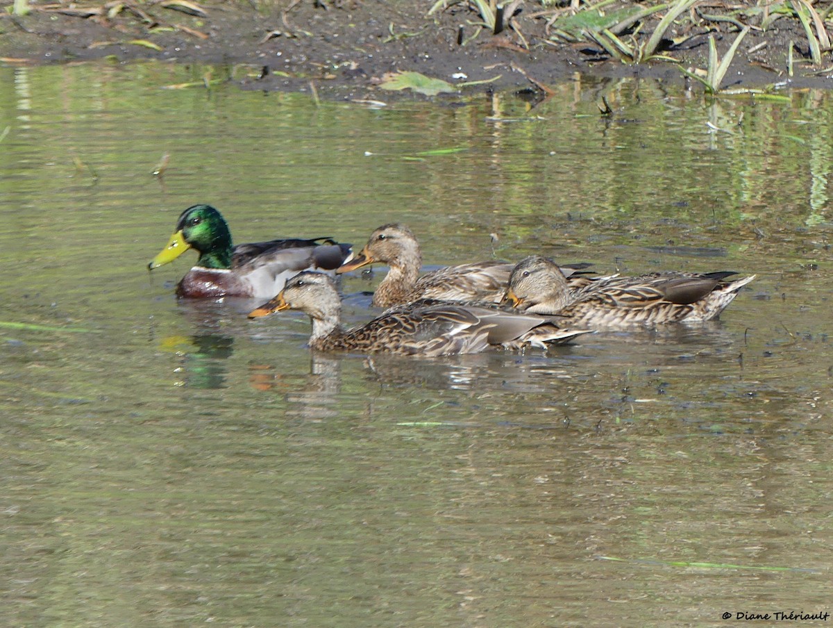 Mallard - ML643255817