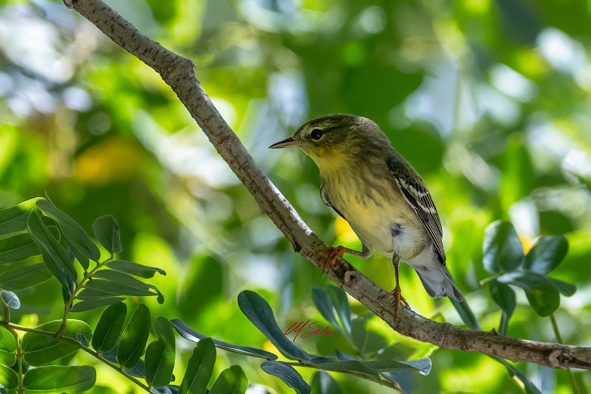 Blackpoll Warbler - ML643255819