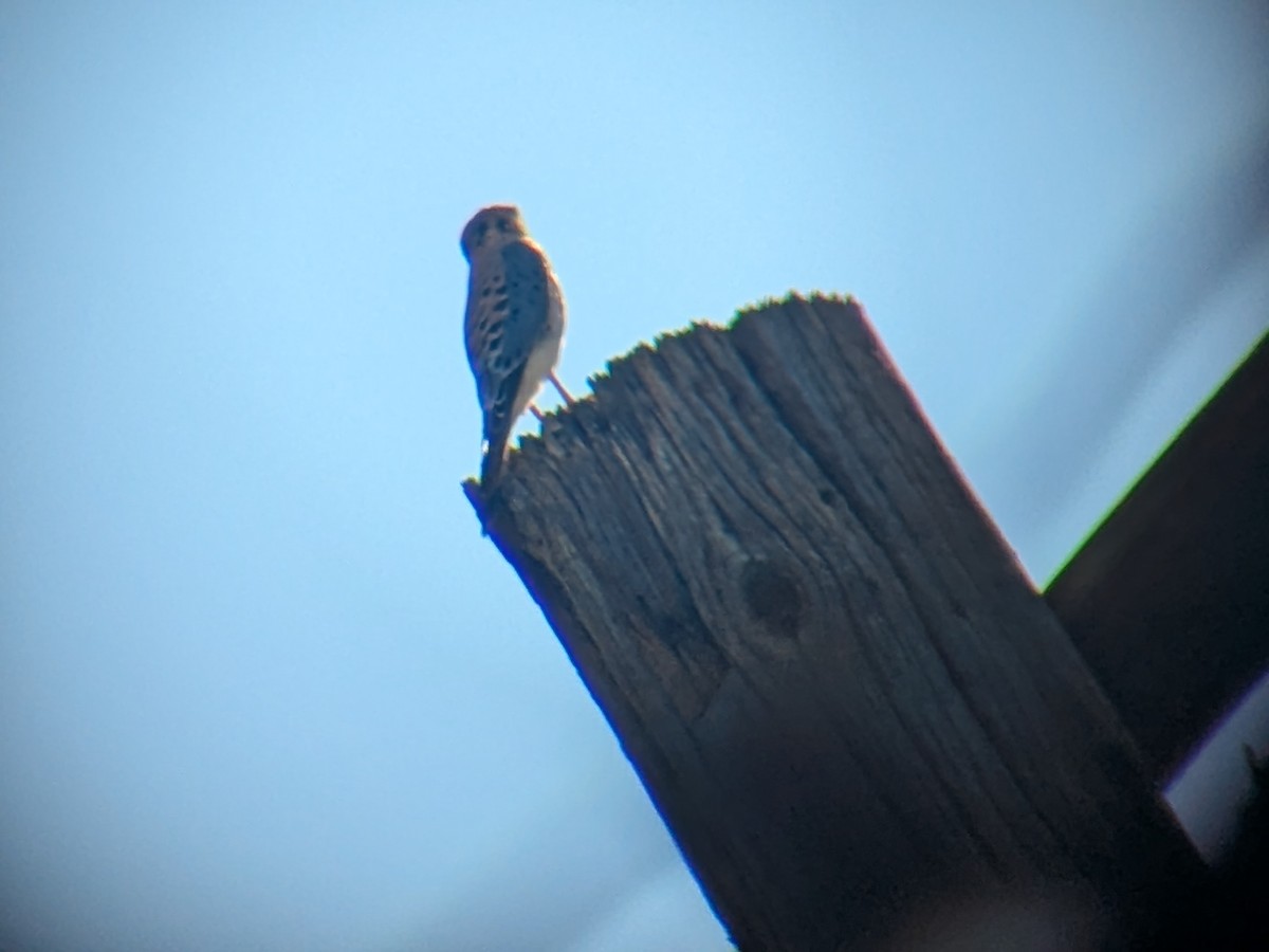 American Kestrel - ML643255822