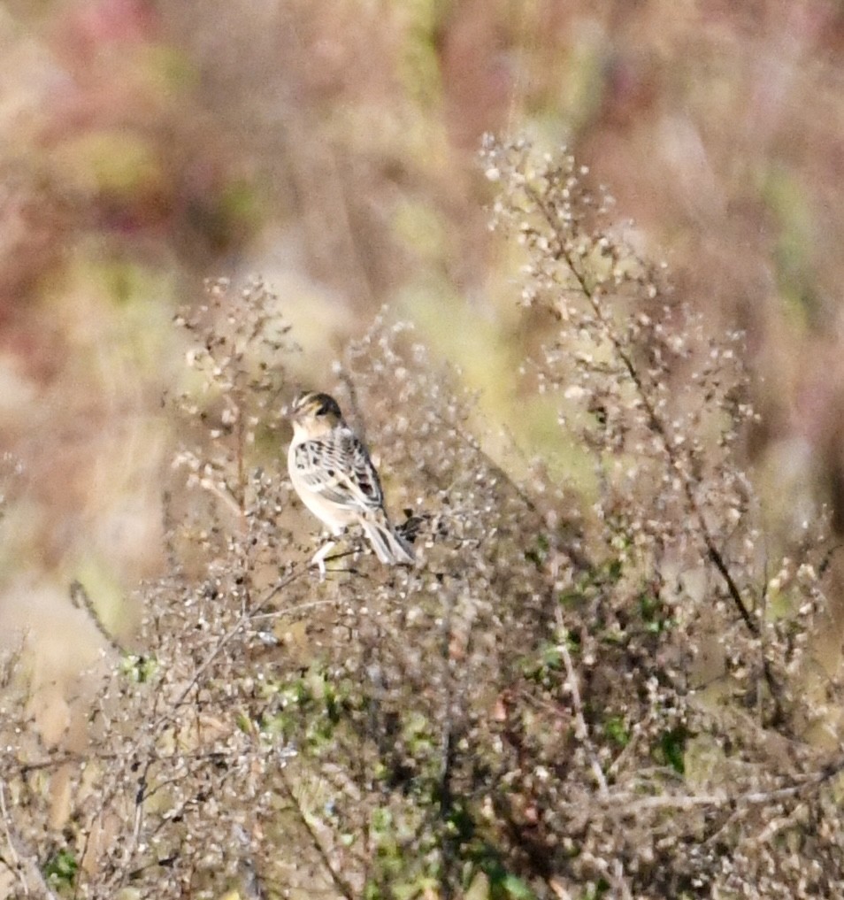 Grasshopper Sparrow - ML643255826