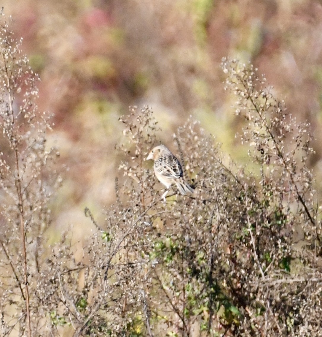 Grasshopper Sparrow - ML643255827