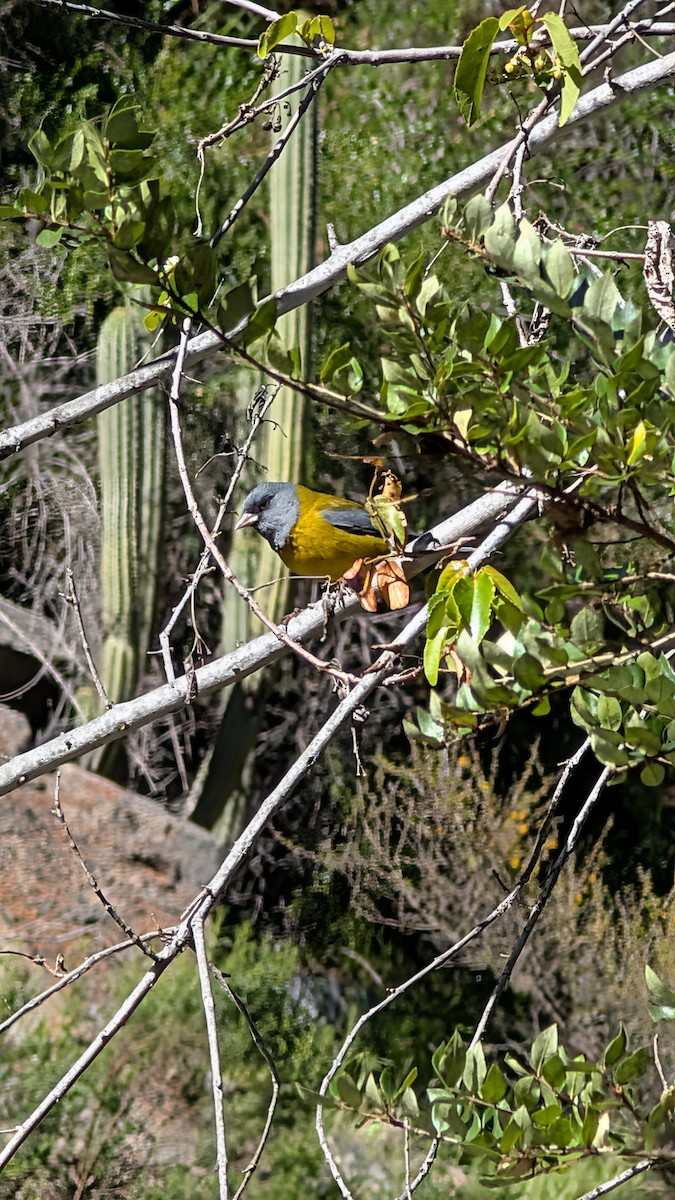 Gray-hooded Sierra Finch - ML643255829