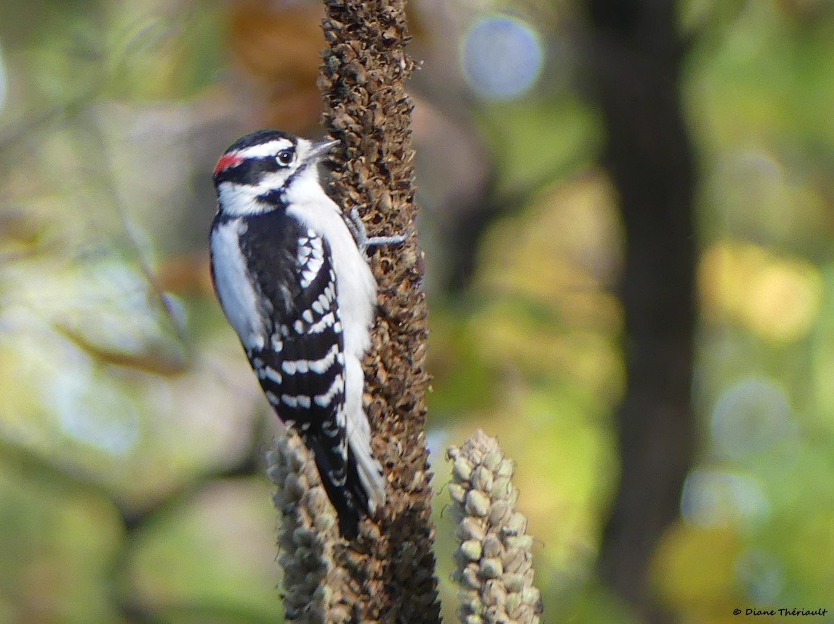 Downy Woodpecker - ML643255832