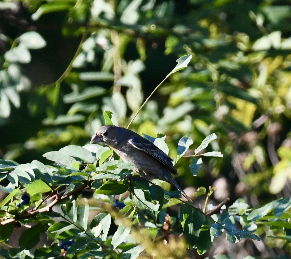 Blue Grosbeak - ML643255833