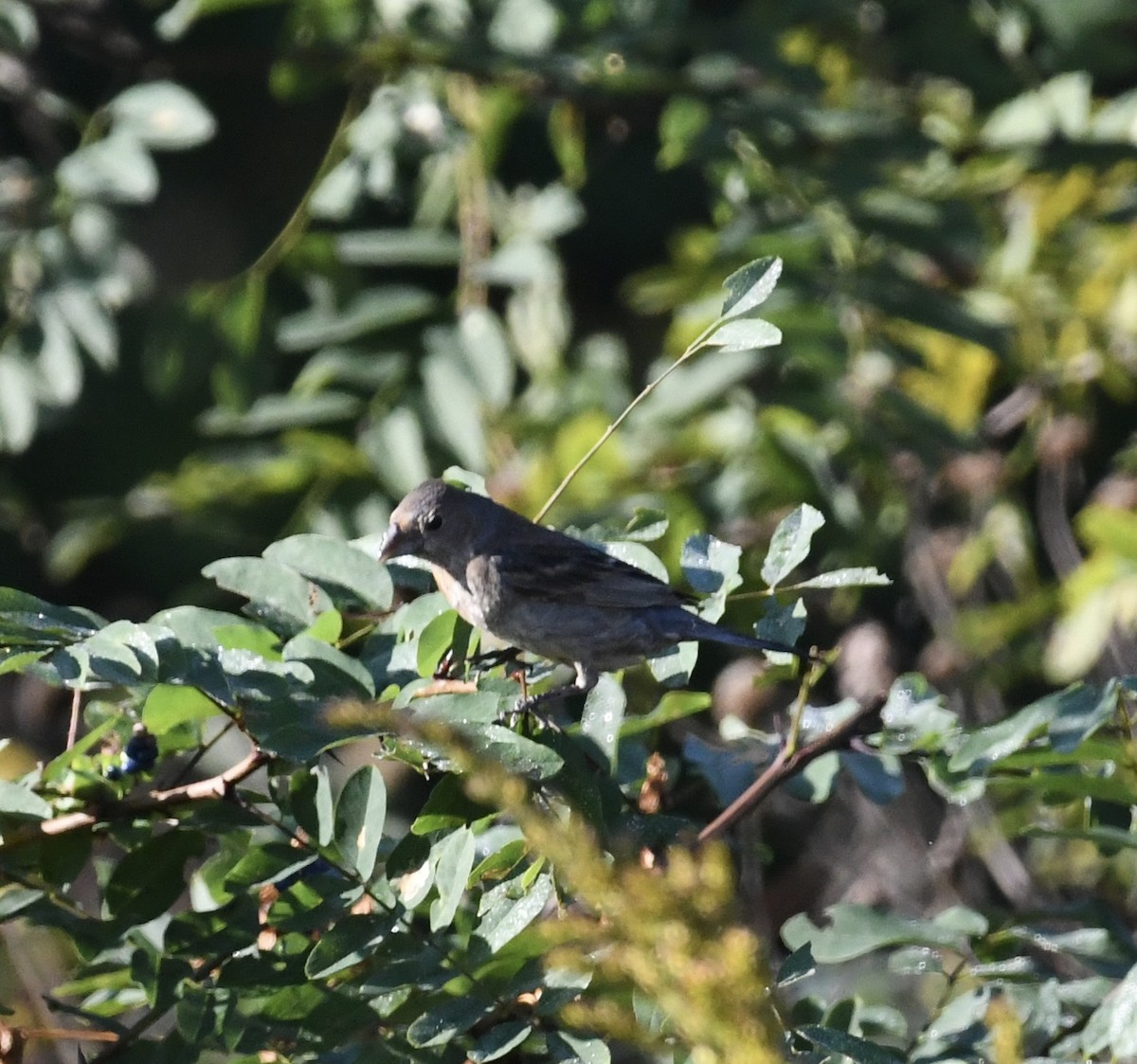 Blue Grosbeak - ML643255834