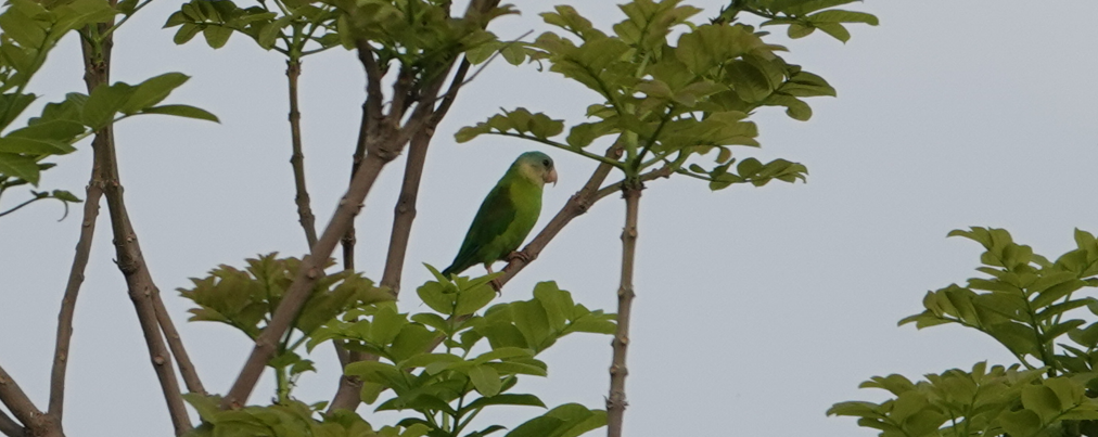 Gray-cheeked Parakeet - ML643255846