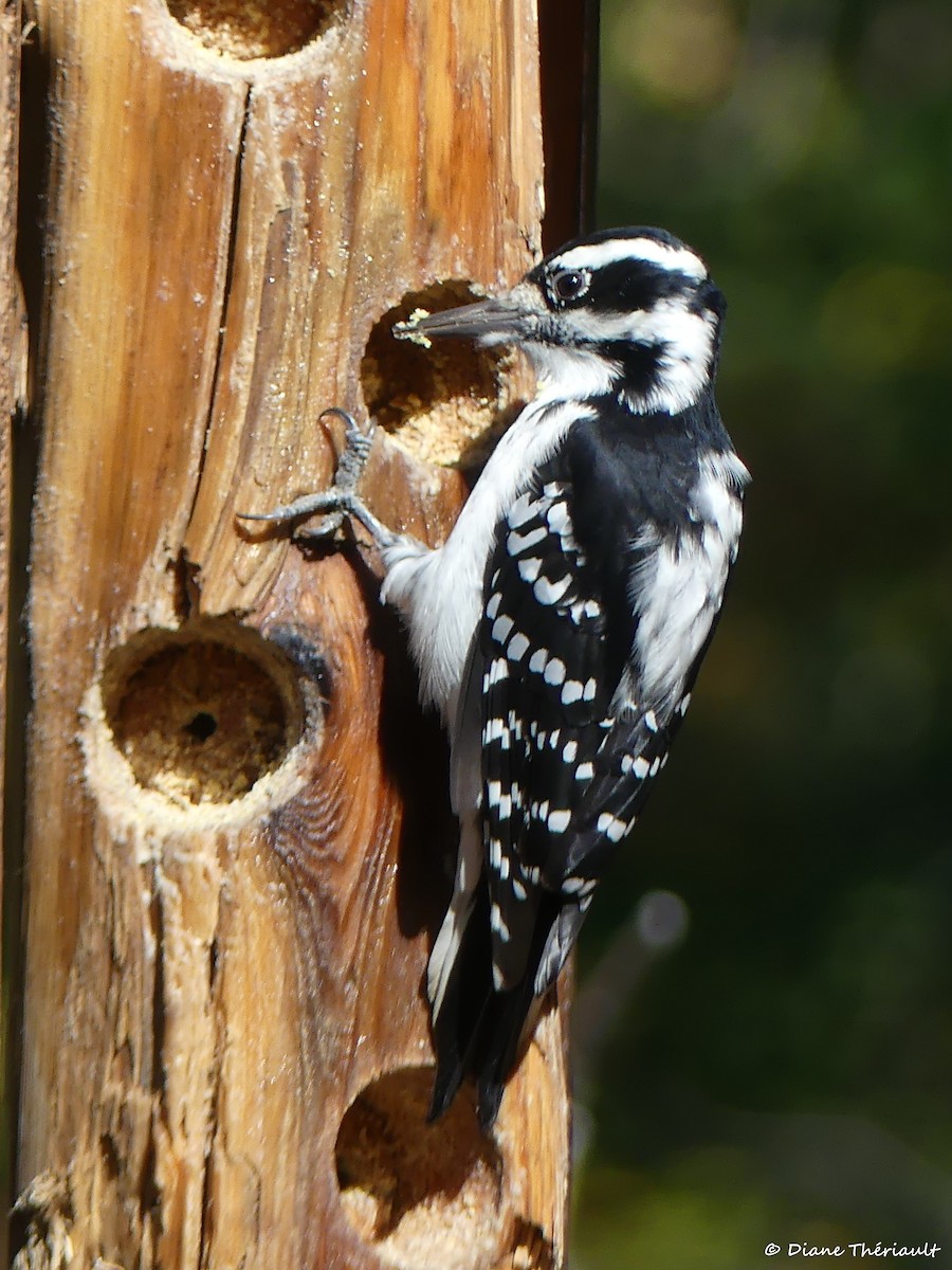 Hairy Woodpecker - ML643255879