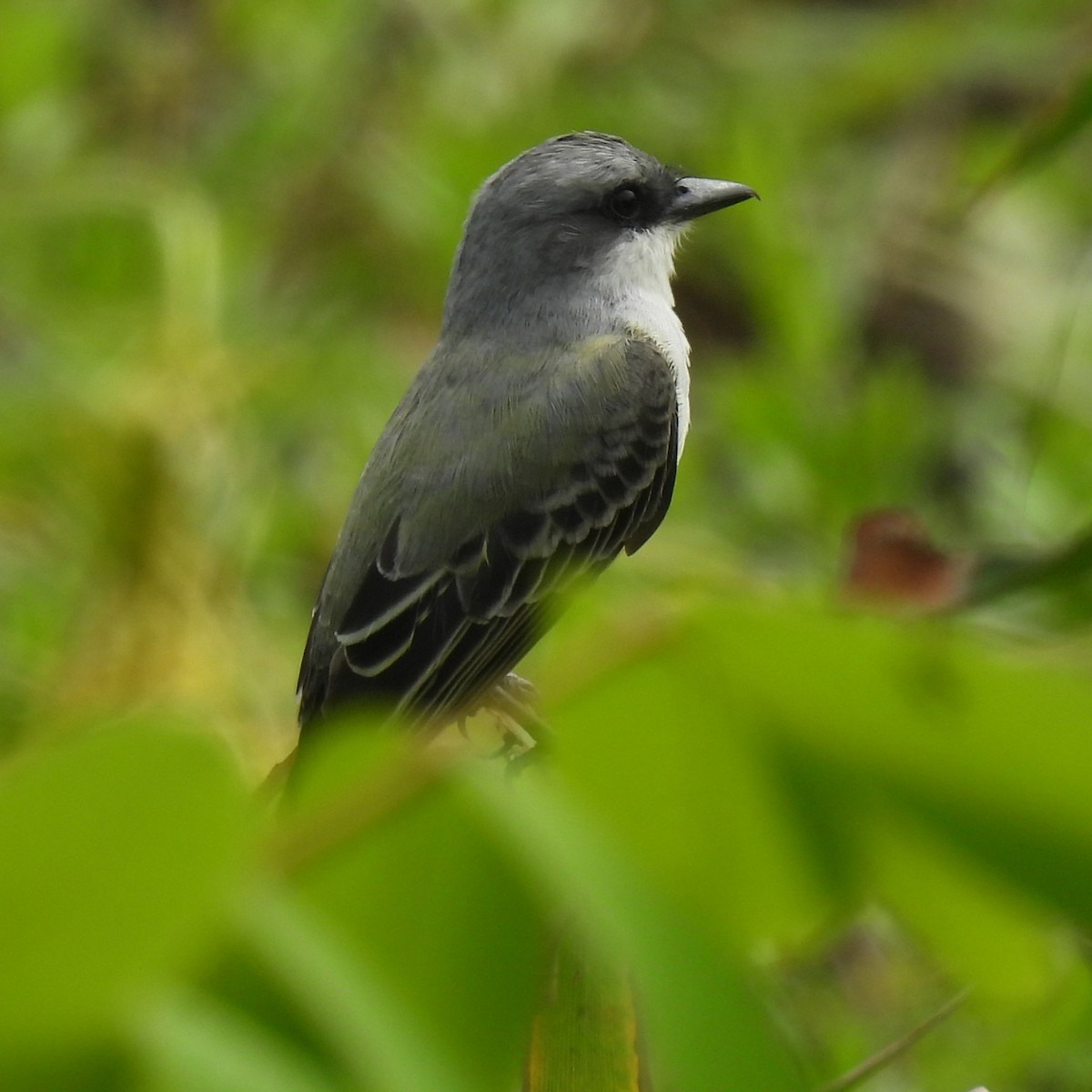 Snowy-throated Kingbird - ML643255885