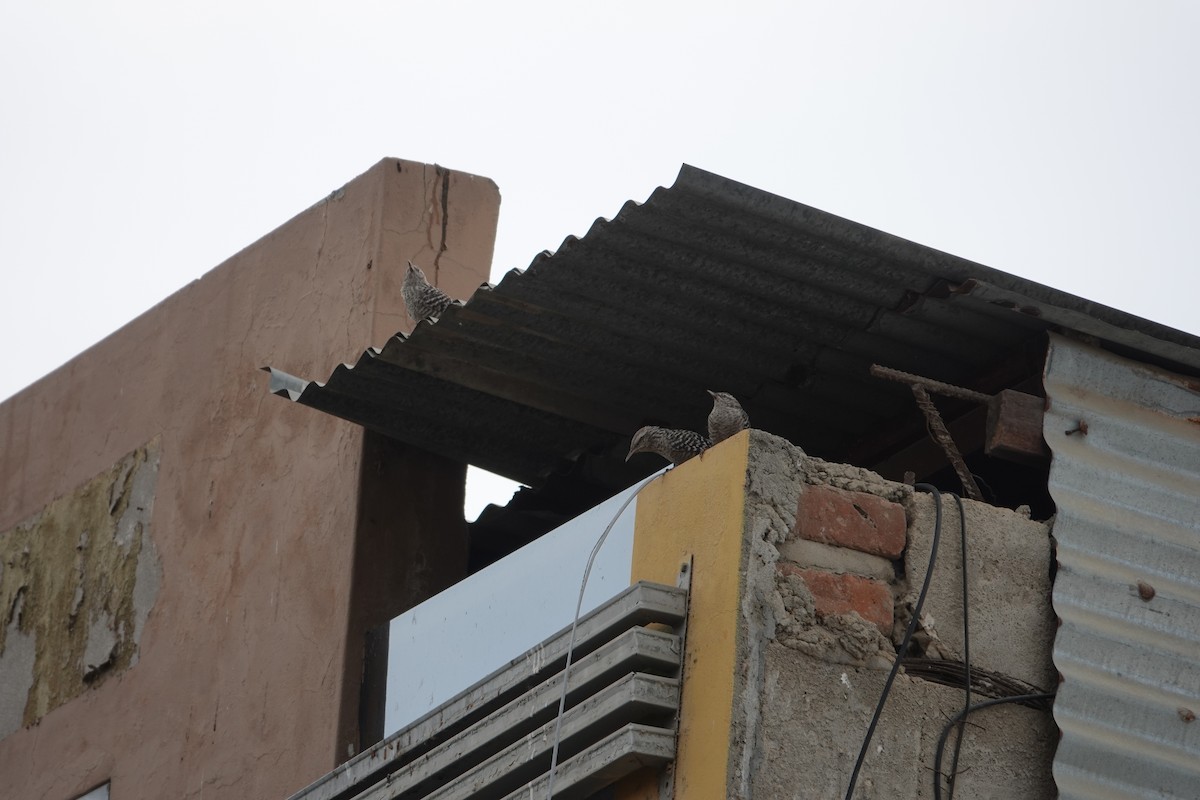 Fasciated Wren - ML643255901