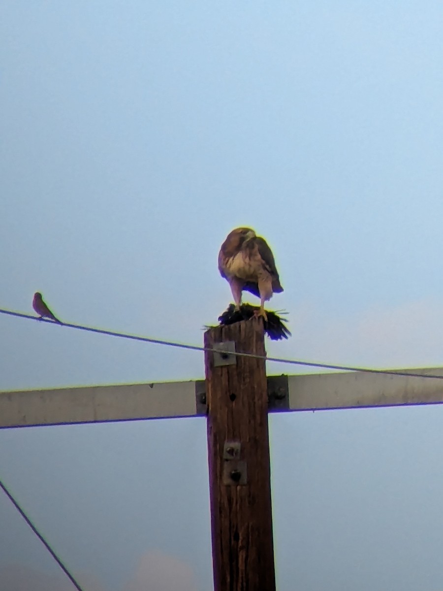 Red-tailed Hawk - ML643255906