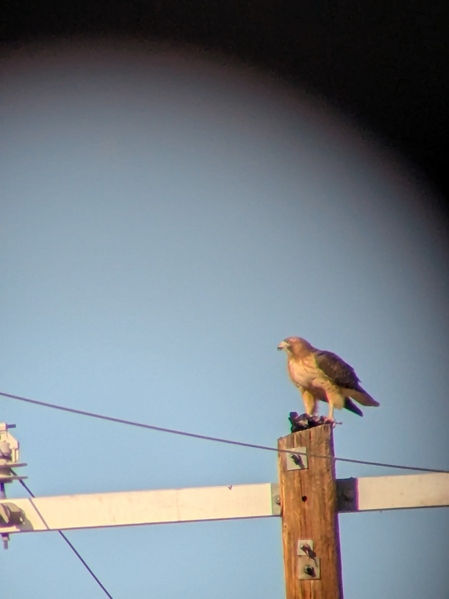 Red-tailed Hawk - ML643255907