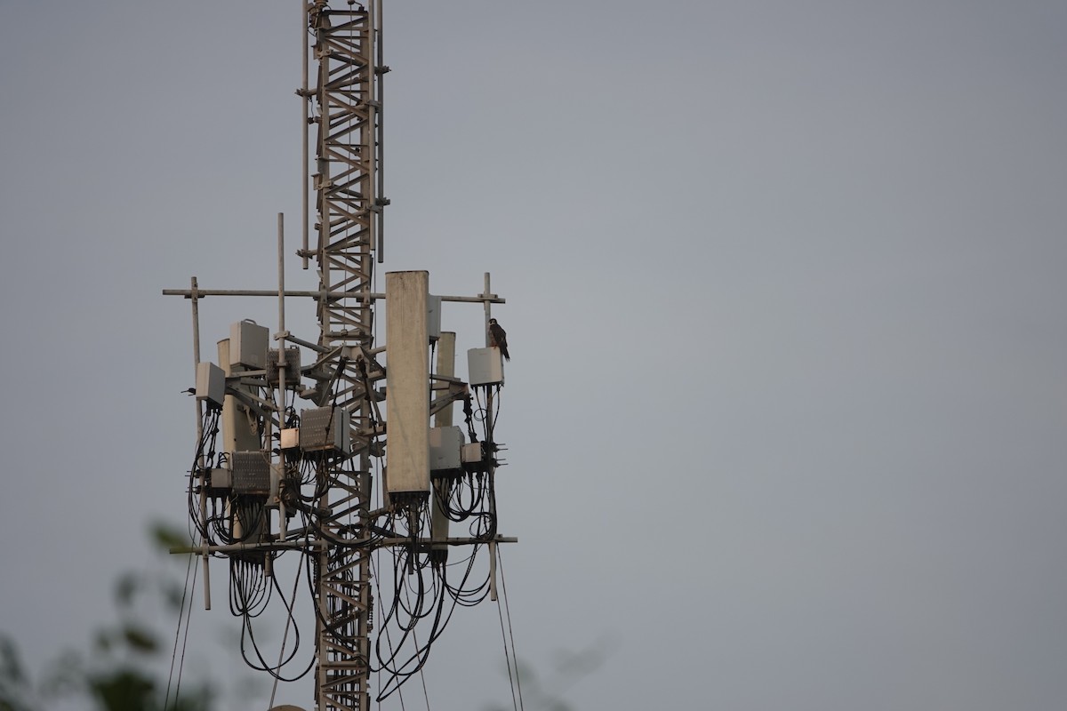 Peregrine Falcon - ML643255916