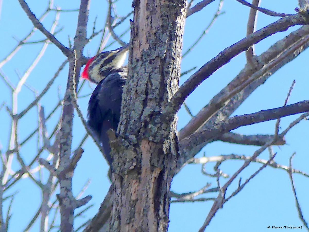 Pileated Woodpecker - ML643255924