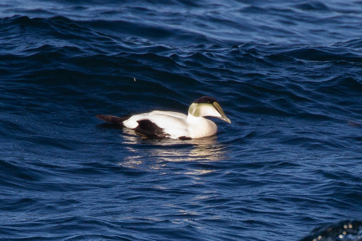 Common Eider (Dresser's) - ML643255935