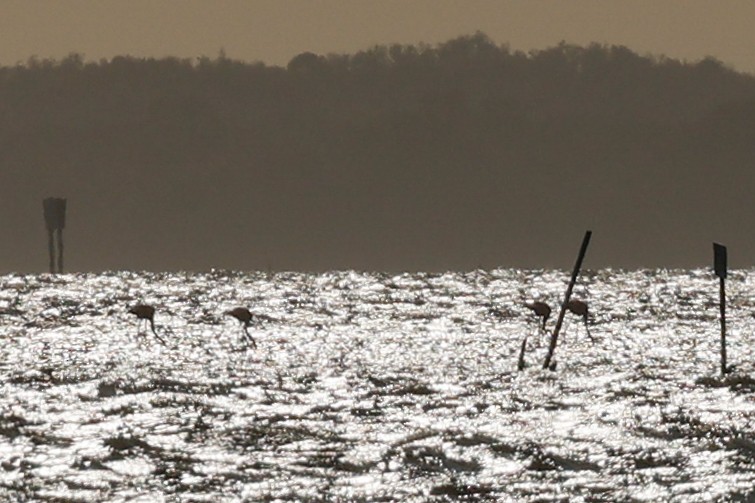 American Flamingo - ML643255936