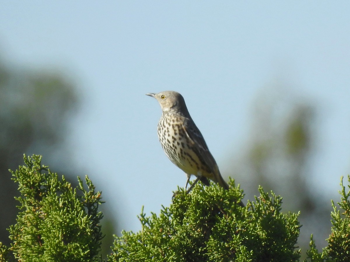 Sage Thrasher - ML643255940