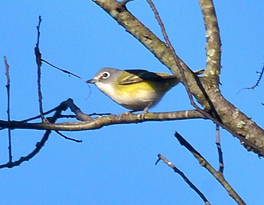 zelenáček brýlový - ML643255941