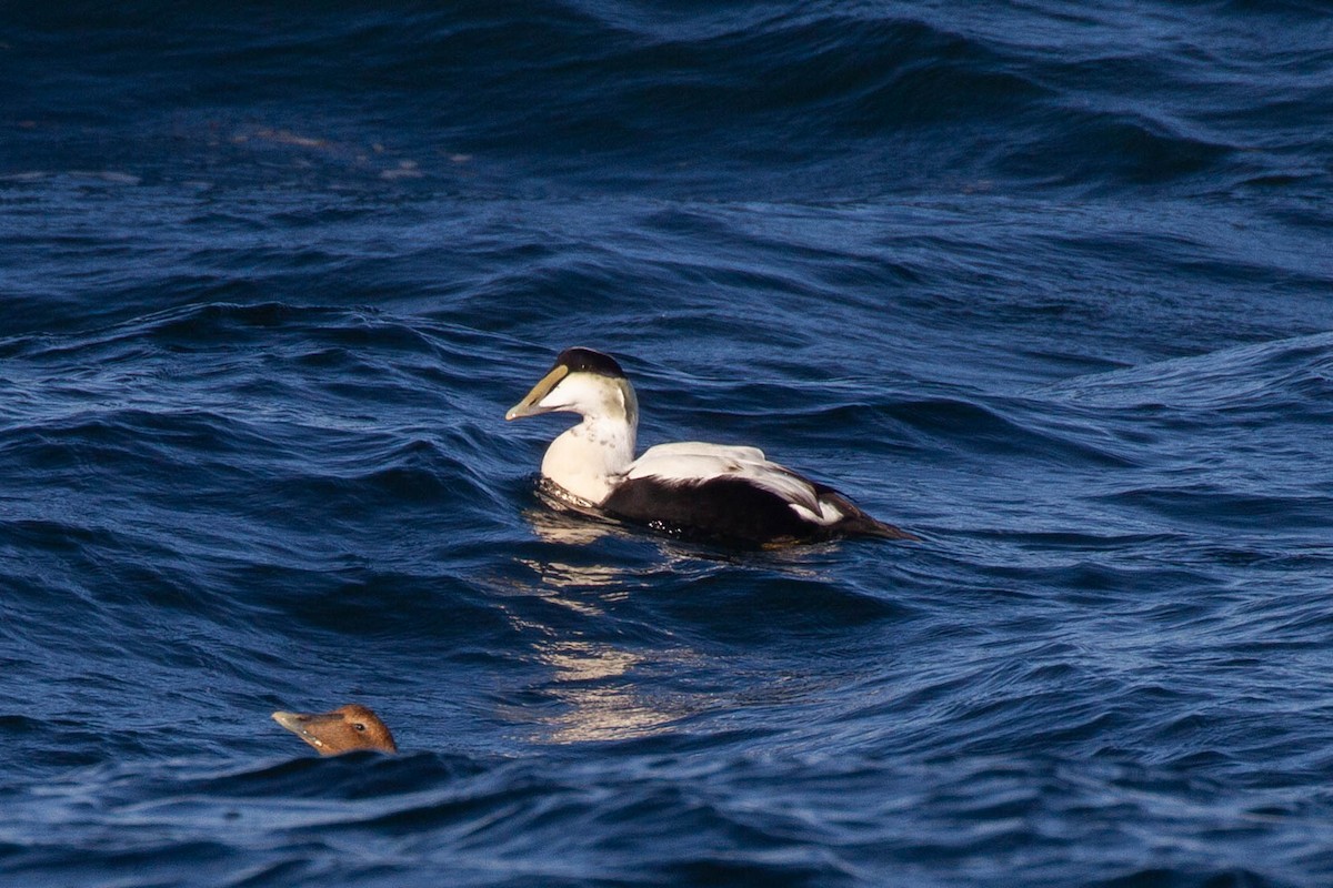 Common Eider (Dresser's) - ML643255943