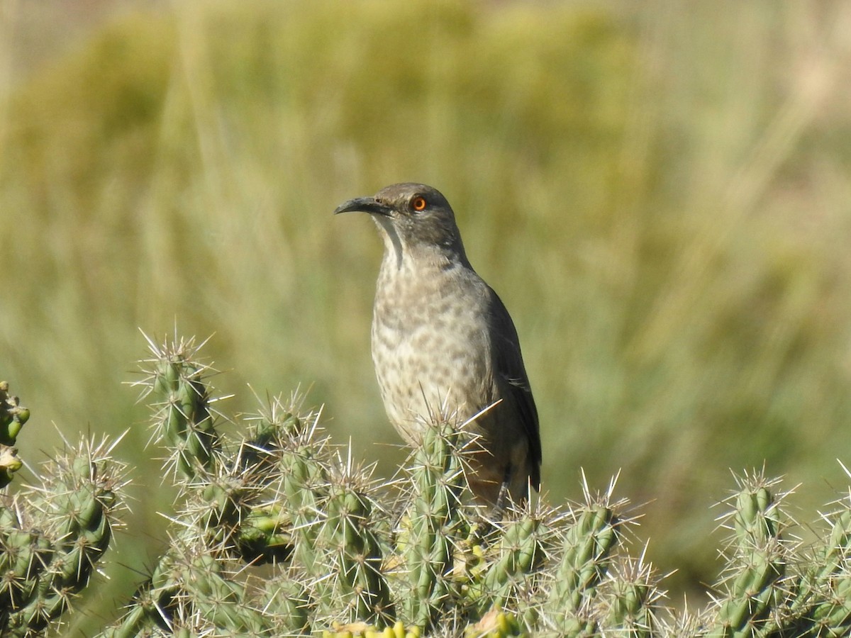 Curve-billed Thrasher (curvirostre Group) - ML643255945