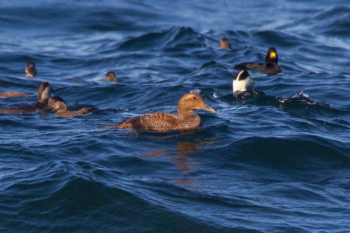 Common Eider (Dresser's) - ML643255949