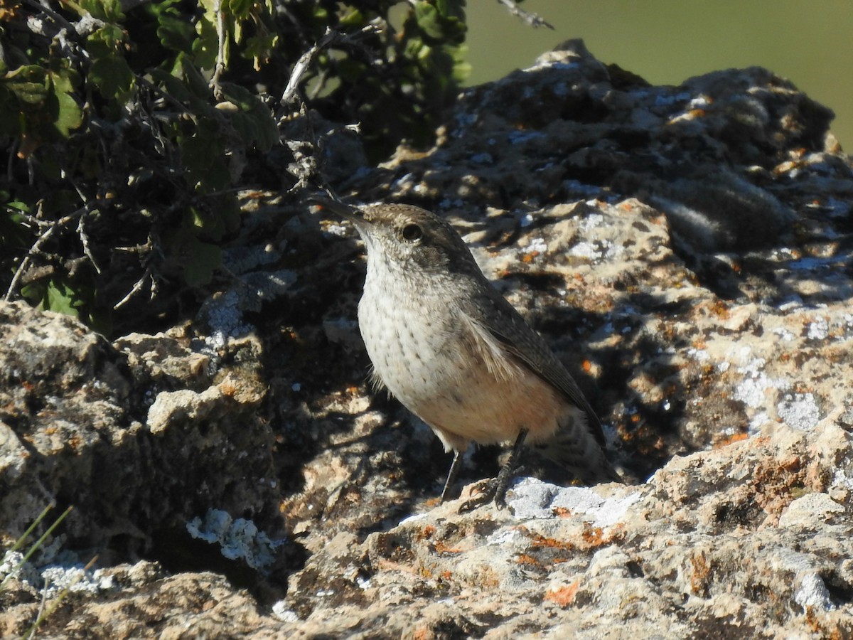 Rock Wren - ML643255950