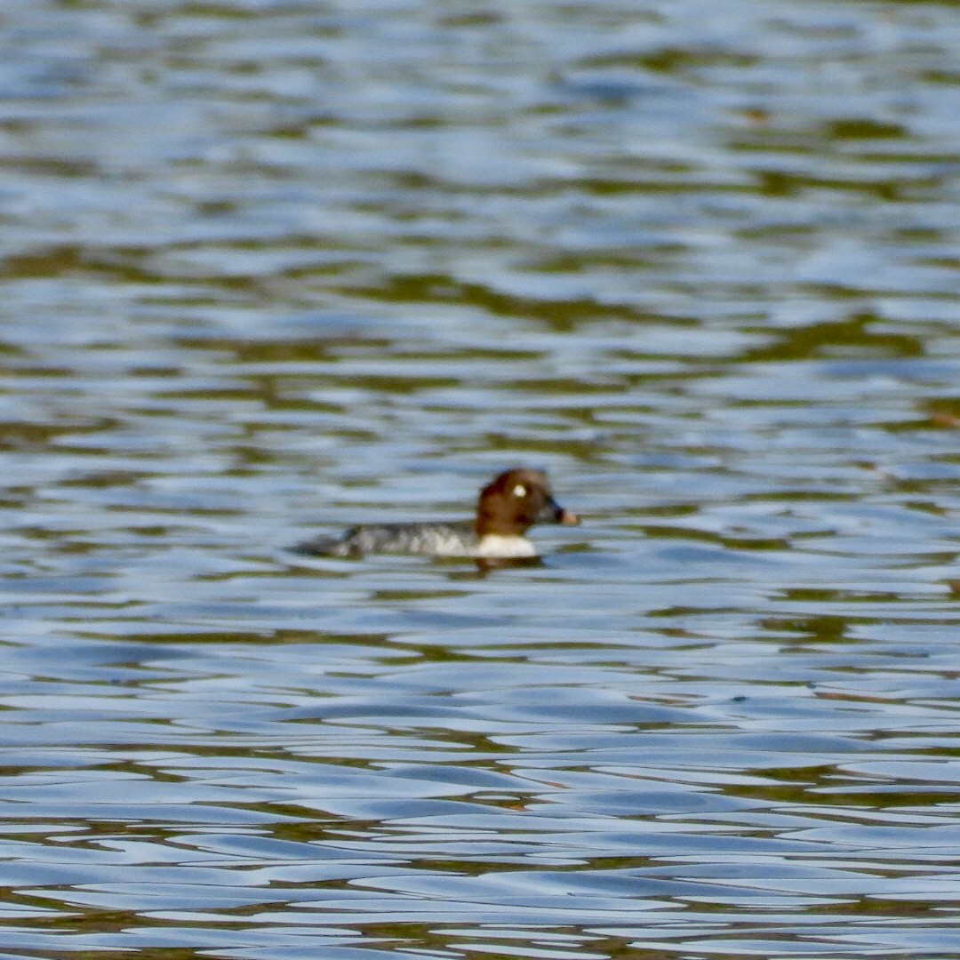 Common Goldeneye - ML643255952