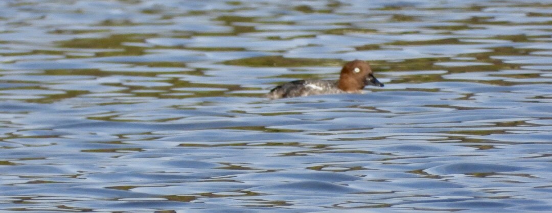 Common Goldeneye - ML643255953