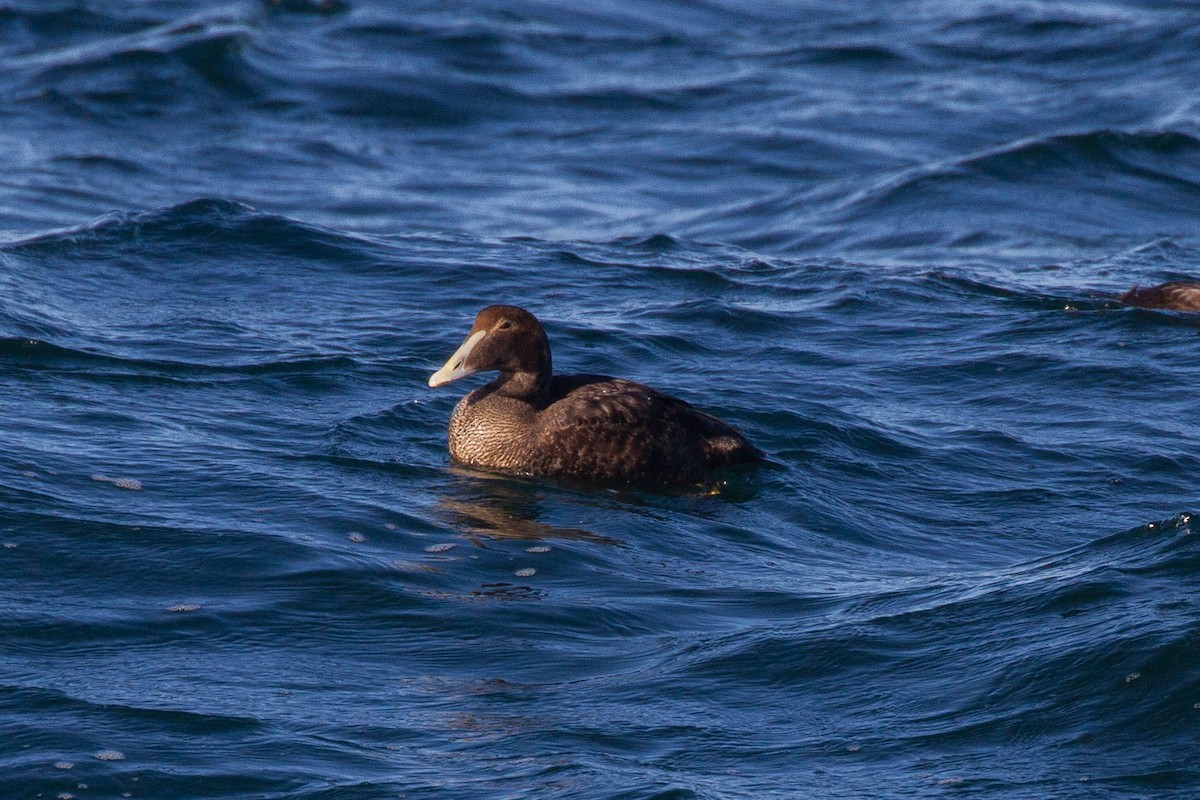 Common Eider (Dresser's) - ML643255954