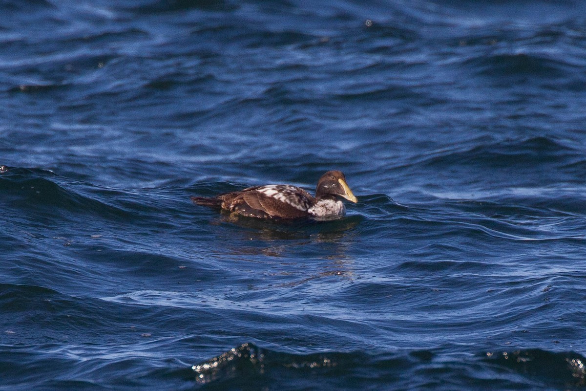 Common Eider (Dresser's) - ML643255964