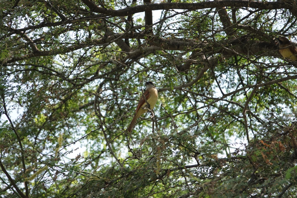 Baird's Flycatcher - ML643255967