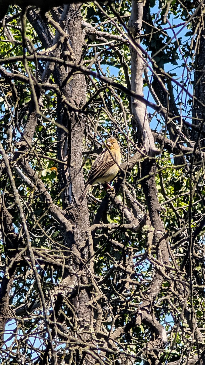 Grassland Yellow-Finch - ML643255968
