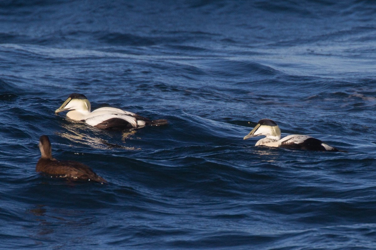 Common Eider (Dresser's) - ML643255973