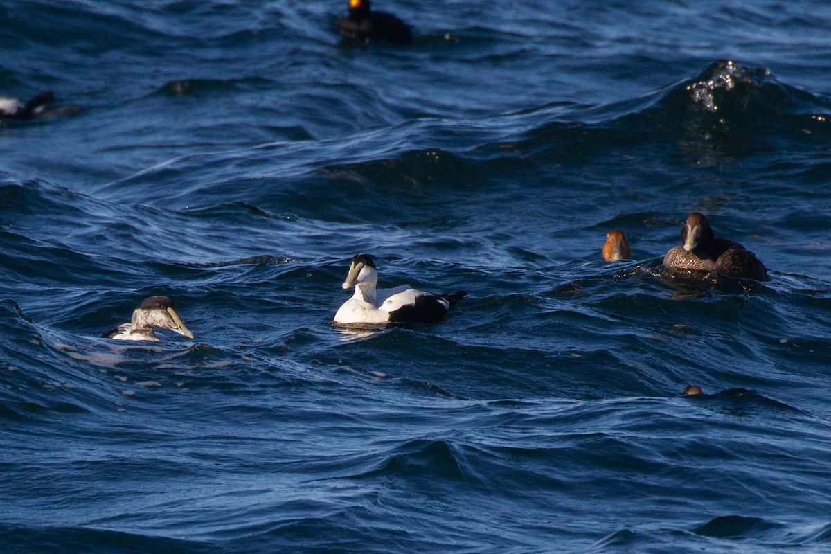 Common Eider (Dresser's) - ML643255981