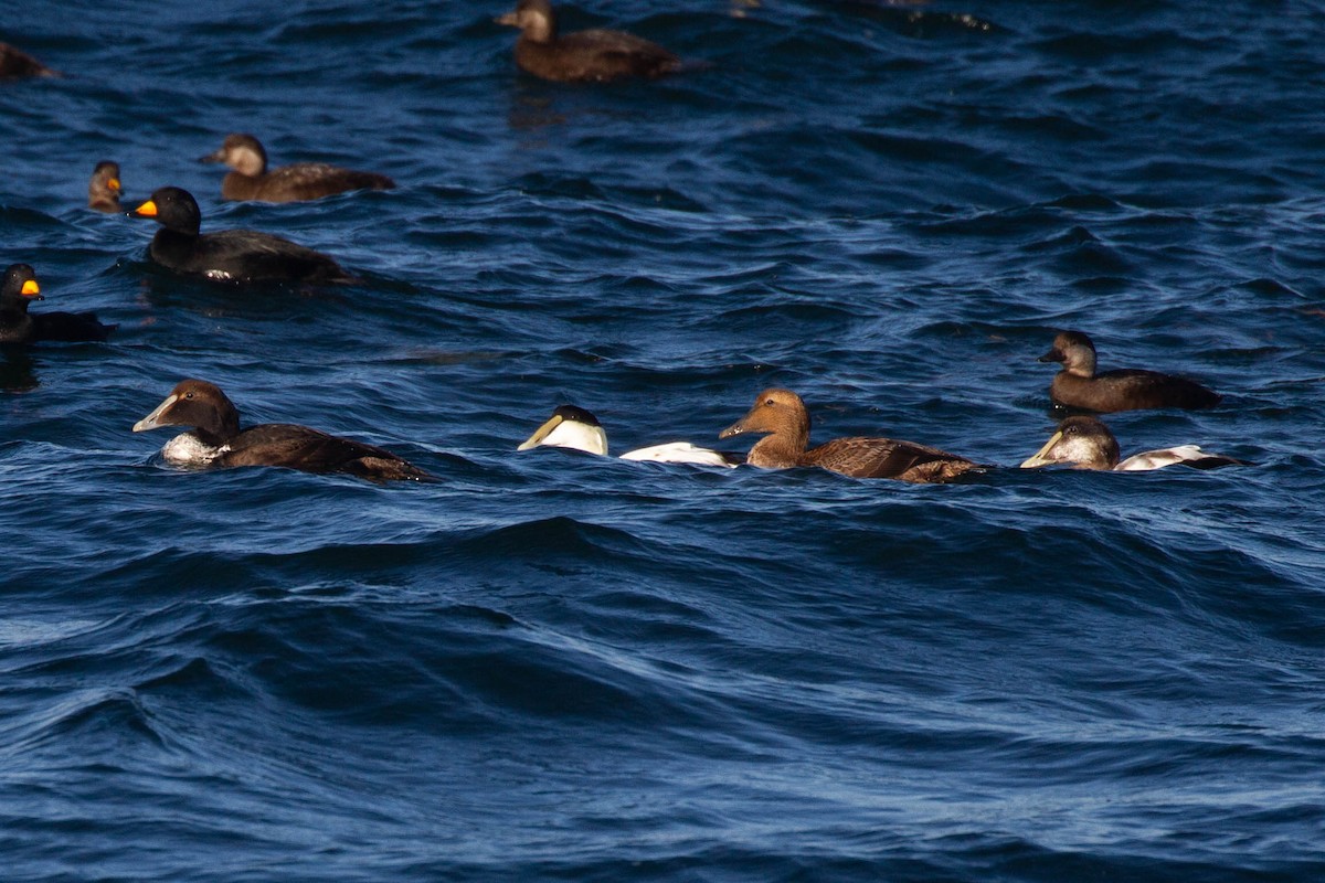 Common Eider (Dresser's) - ML643255983
