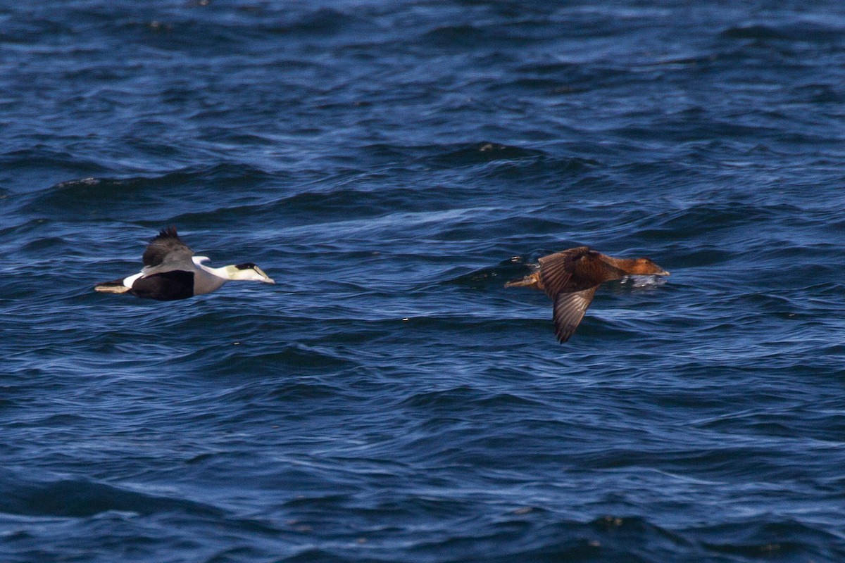 Common Eider (Dresser's) - ML643255999