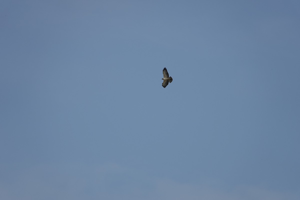 Short-tailed Hawk - ML643256004